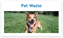 Pet Waste